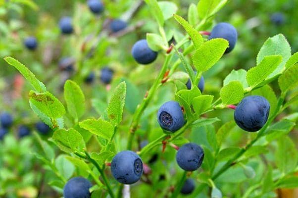 Leikkipuiston ja MLL:n Perhekahvilan Sadonkorjuujuhla - tapahtuman kuva